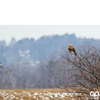 گونه سارگپه پرپا Rough-legged Buzzard